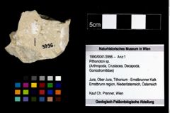 Foto (Objekt + Etikett) von Pithonoton sp.  (NHMW-GEO-1990-0041-3996)